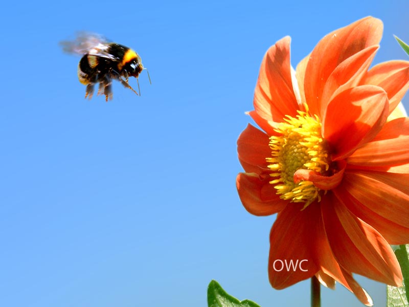 Organic Web Care Blog - How to Name Your Business