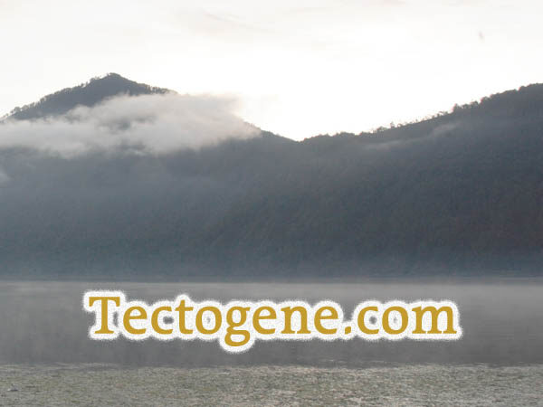 Tectogene.com for sale at OWC Auctions