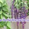 TheHerbalAlternative is available at OWC Auctions