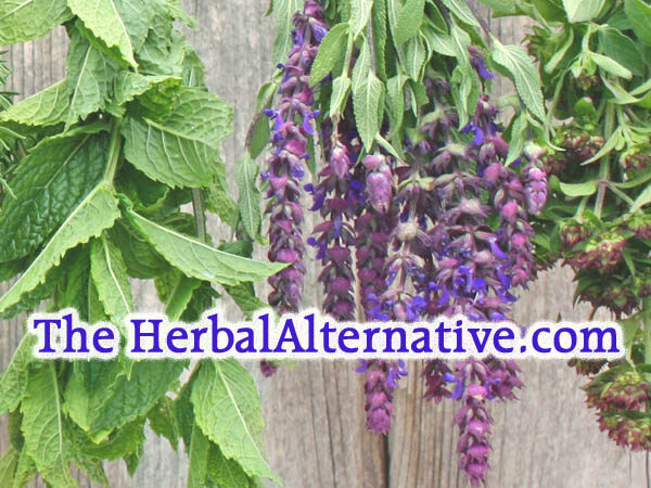 TheHerbalAlternative is available at OWC Auctions
